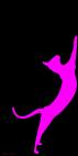 ORIENTAL-Rose ORIENTAL Violet Chat oriental Showroom - Inkjet sur plexi, éditions limitées, numérotées et signées .Peinture animalière Art et décoration.Images multiples, commandez au peintre Thierry Bisch online